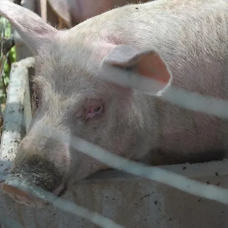 Bauernhof Sol De Montalto