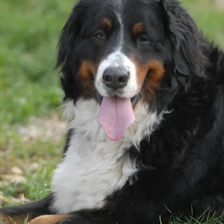 Feriegård Sol De Montalto *