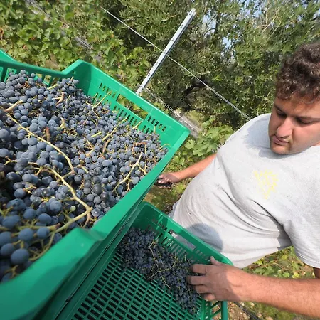 Feriegård Sol De Montalto