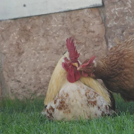 Séjour à la ferme Sol De Montalto Rivoli Veronese