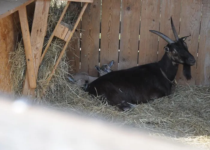 Фермерский дом Sol De Montalto *