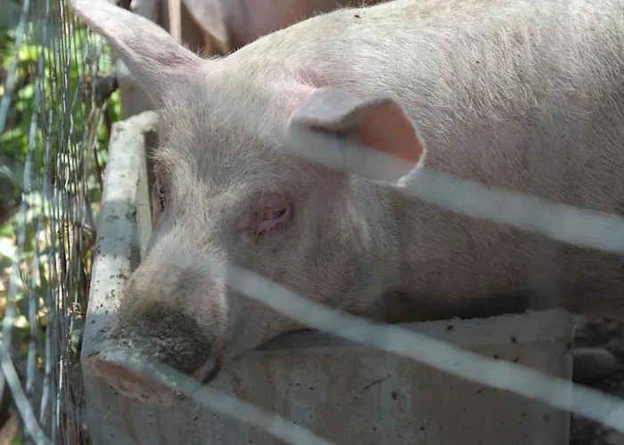 Фермерский дом Sol De Montalto