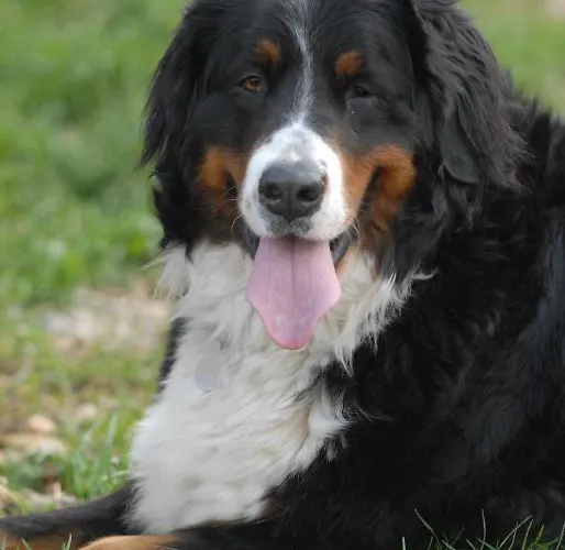 Фермерский дом Sol De Montalto *