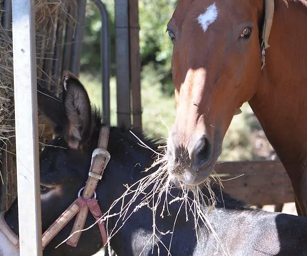 Фермерский дом Sol De Montalto *