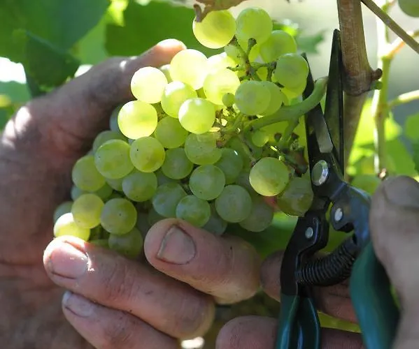 Sol De Montalto * Rivoli Veronese