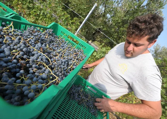 Фермерский дом Sol De Montalto